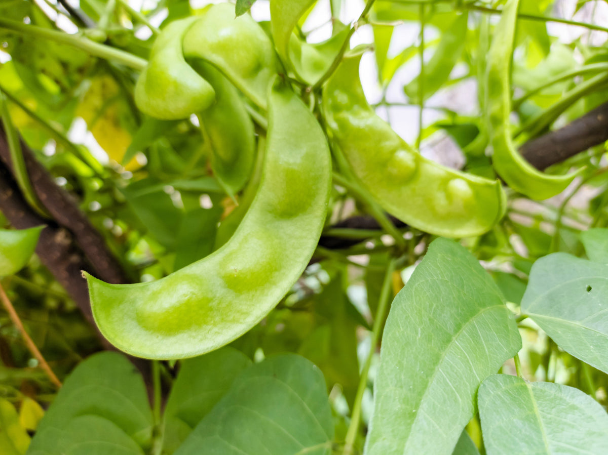 Baby Lima Bean Seeds – Phaseolus Lunatus Vegetable – photo 2