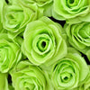 5 GREEN ROSE Rosa Bush Shrub Perennial Flower Seeds
