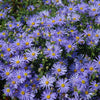 Heart Leaved Aster Seeds – Cordifolius Blue Wood Aster Flower – photo 3