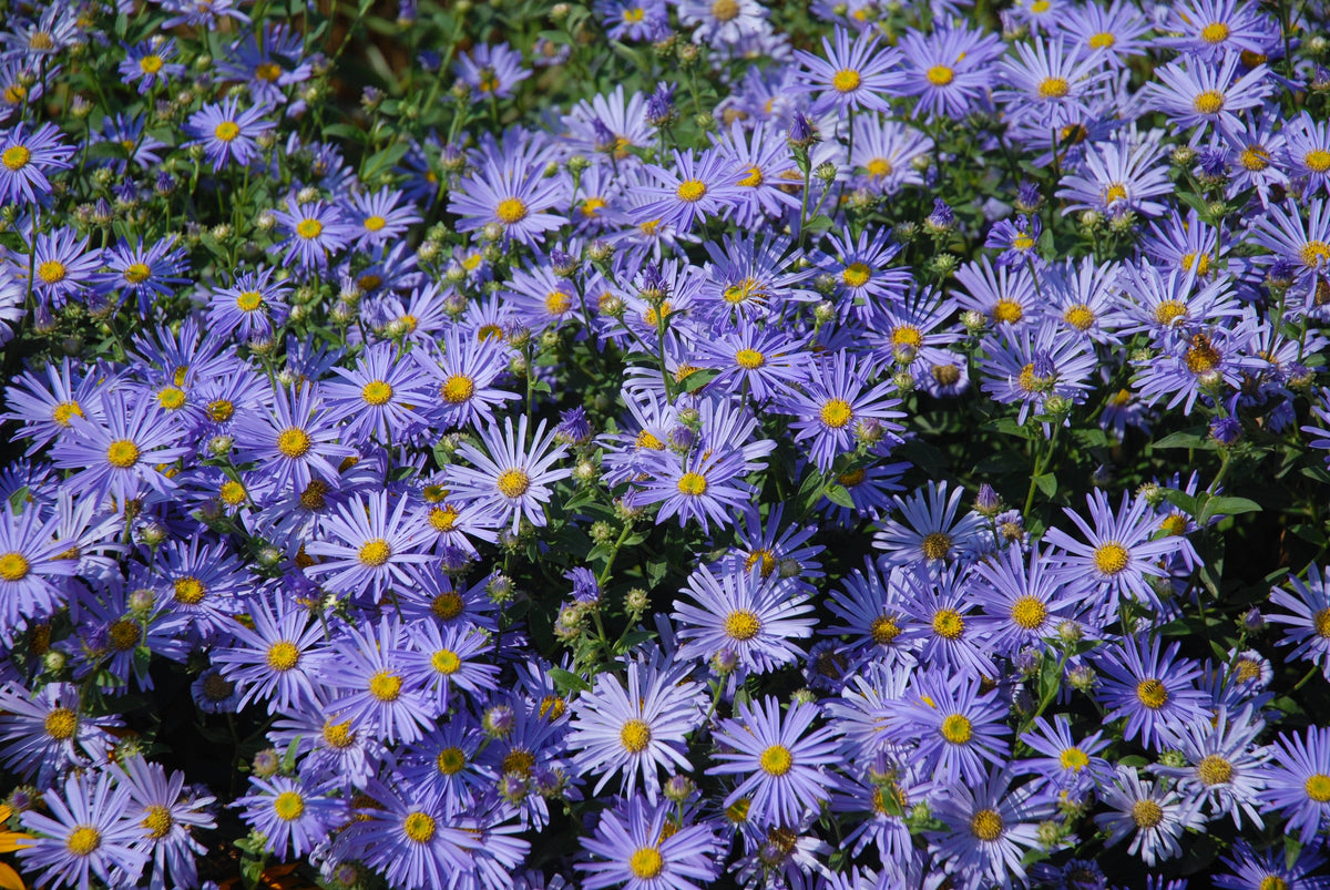 Heart Leaved Aster Seeds – Cordifolius Blue Wood Aster Flower – photo 3