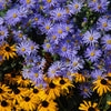 Heart Leaved Aster Seeds – Cordifolius Blue Wood Aster Flower – photo 7