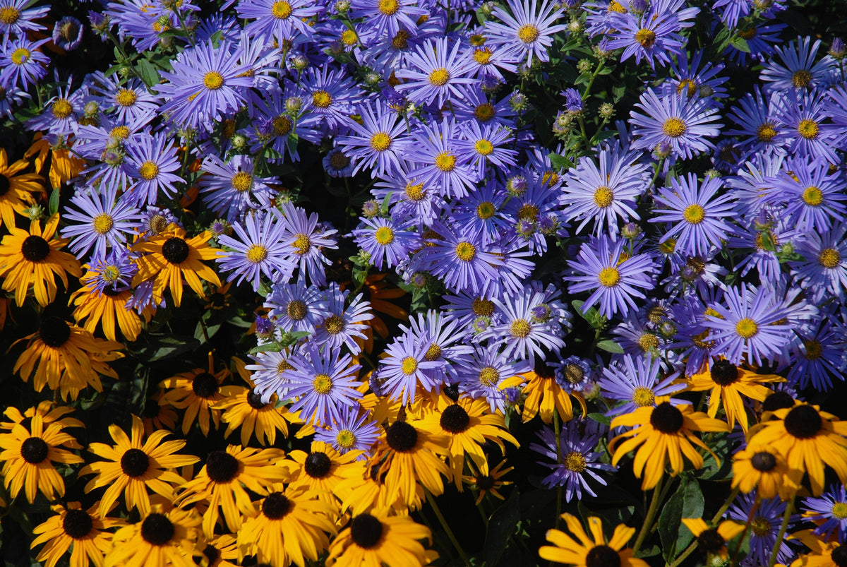 Heart Leaved Aster Seeds – Cordifolius Blue Wood Aster Flower – photo 7