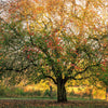 5 HARDY PECAN Tree Carya Illinoinensis King Nut Native Fruit Tree Seeds