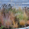 30 WESTERN CONEFLOWER Rudbeckia Occidentalis Green Wizard aka Rayless Naked Chocolate Black Flower Herb Seeds