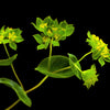 100 GREEN GOLD BUPLEURUM Griffithii Rotundifolium Hares Ear Thoroughwax Flower Seeds