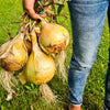 250 Sweet WALLA WALLA ONION Allium Cepa Vegetable Seeds
