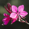 100 Pink GAURA WHIRLING BUTTERFLIES Gaura Biennis Flower Seeds