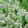 3000 QUICKDRAW ORCHARDGRASS Cat Grass Petgrass Cocksfoot Cool-Season Sun or Shade Dactylis GlomerataPerennial Bunchgrass Quick Draw Grass Seeds