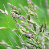 3000 QUICKDRAW ORCHARDGRASS Cat Grass Petgrass Cocksfoot Cool-Season Sun or Shade Dactylis GlomerataPerennial Bunchgrass Quick Draw Grass Seeds