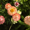 100 APRICOT & PEACH STRAWFLOWER Organic Mix Coral Paper Daisy Helichrysum Bracteatum Flower Seeds