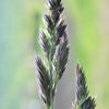 3000 QUICKDRAW ORCHARDGRASS Cat Grass Petgrass Cocksfoot Cool-Season Sun or Shade Dactylis GlomerataPerennial Bunchgrass Quick Draw Grass Seeds