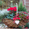 20 Creeping WINTERGREEN / TEABERRY Gaultheria Procumbens Evergreen Flower Seeds