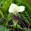 5 WHITE BAT FLOWER Tacca Integrifolia Nivea Bat Head Lily Flower Seeds