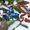 20 OREGON GRAPE Holly Fruit Vine Hollyleaved Barberry Mahonia Aquifolium Seeds