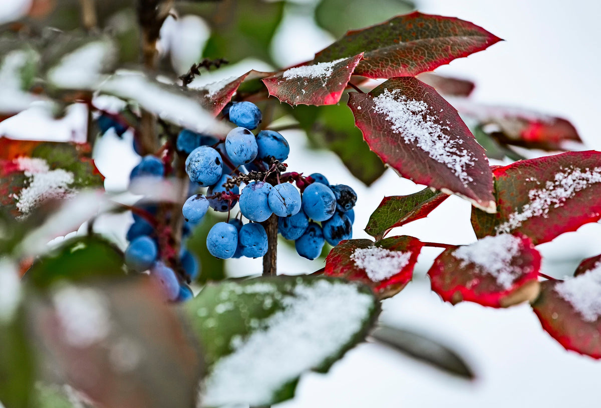 Oregon Grape Seeds – Holly Fruit Vine Hollyleaved Barberry Mahonia Aquifolium – photo 11