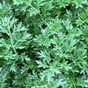 500 ABSINTHE WORMWOOD Common Artemisia Absinthium Green Ginger Herb Flower Seeds
