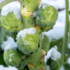 1000 Long Island IMPROVED BRUSSEL SPROUTS Brassica Oleracea Gemmifera Vegetable Seeds
