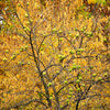 10 HEDGE APPLE Osage Orange Horse Apple Monkey Ball Maclura Pomifera Tree Seeds