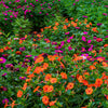 75 MIXED FOUR O CLOCK aka Marvel of Peru Mirabilis Jalapa Flower Seeds