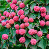 5 PINK DOGWOOD Tree Cornus Capitata Angustata Kousa Ornamental Flowering Tree Seeds