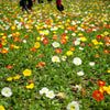 Iceland Poppy Mix Seeds – Papaver Nudicaule Mixed Colors Flower – photo 7