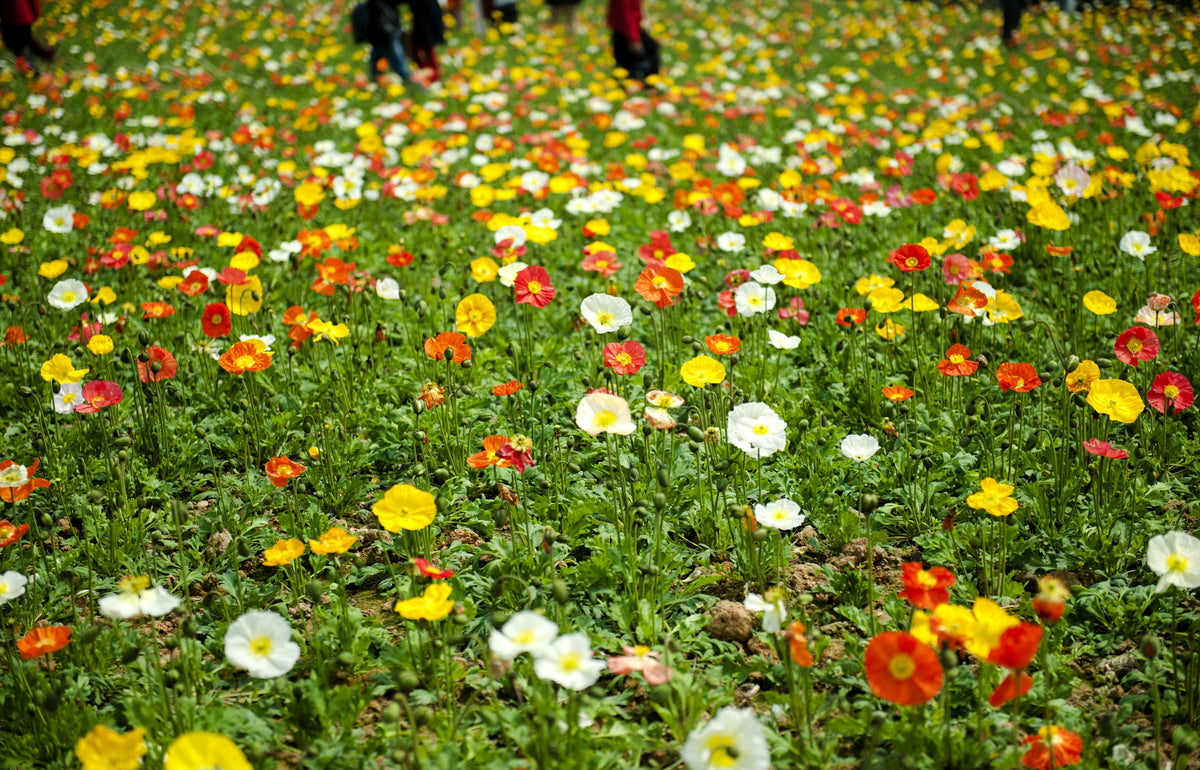 Iceland Poppy Mix Seeds – Papaver Nudicaule Mixed Colors Flower – photo 7
