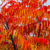 30 FLAMELEAF SUMAC TREE Shining Dwarf Winged Rhus Schmaltzia Copallina Seeds