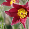 10 RED ANEMONE Pulsatilla Vulgaris PASQUE Flower Seeds