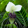 5 WHITE BAT FLOWER Tacca Integrifolia Nivea Bat Head Lily Flower Seeds