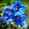 15 Blue STEMLESS GENTIAN Gentiana Acaulis Kochiana Flower Seeds