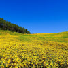 25 YELLOW Torch MEXICAN SUNFLOWER Tithonia Speciosa Flower Seeds