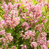 30 PINK LILAC Hungarian Lilac Tree Shrub Syringa Josikaea Fragrant Flower Seeds