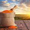 100 RED LENTIL Lens Culinaris Vegetable Seeds