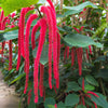 500 LOVE LIES BLEEDING Amaranthus Caudatus (Kiss Me Over The Garden Gate) Flower Seeds
