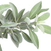75 Sacred California WHITE SAGE Salvia Apiana Shrub Silver Folliage Native Smudge Seeds