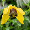 10 Yellow CLEMATIS RADAR LOVE Vine Climber Clematis Tangutica Flower Seeds