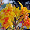 5 YELLOW CANNA LILY Indian Shot Canna Indica Flower Seeds