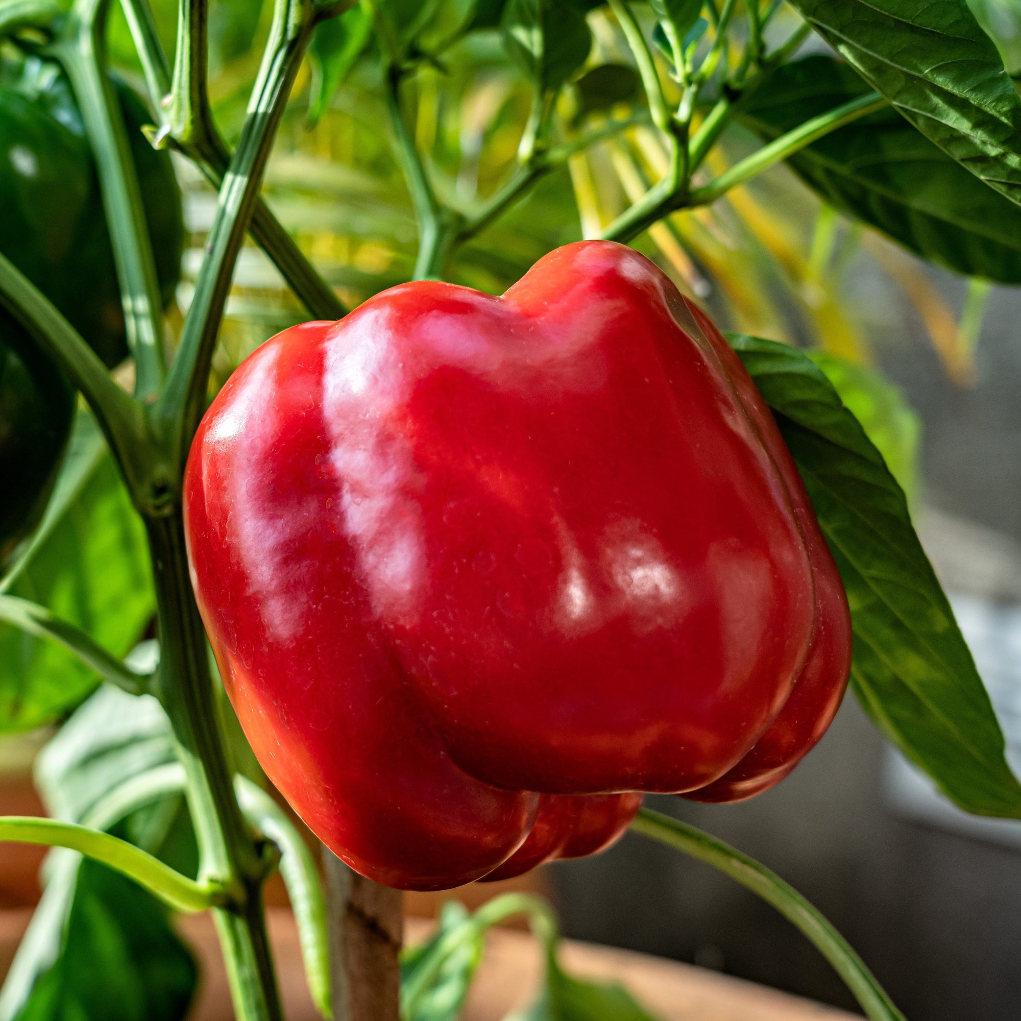 150 BIG RED Bell PEPPER Sweet Capsicum Annuum Vegetable Seeds