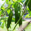 400 HOT JALAPENO PEPPER Capsicum Annuum Mexican Chili Vegetable Seeds