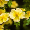 Golden Yellow Father Hugo Rose Seeds – Rosa Hugonis Flower Bush Shrub – photo 9