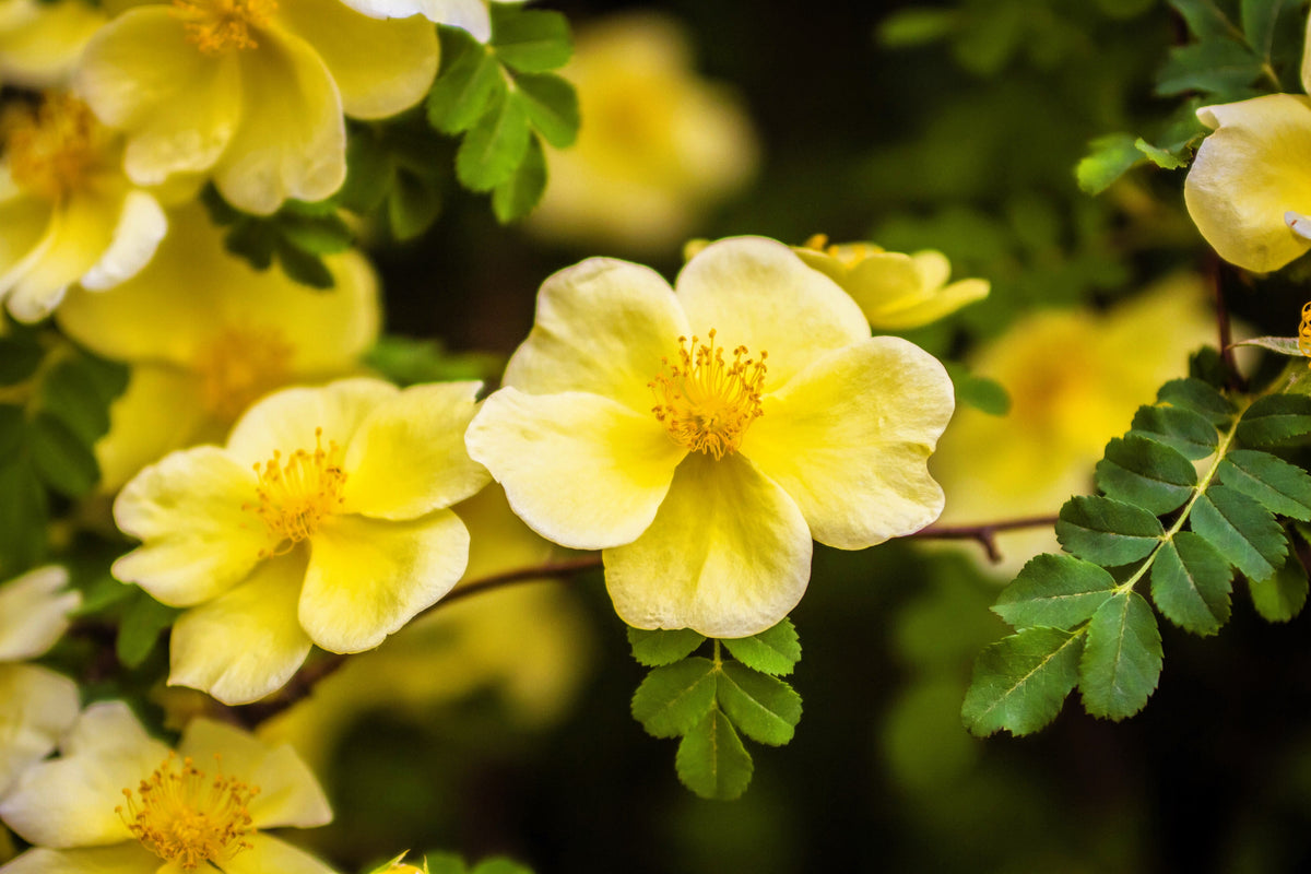 Golden Yellow Father Hugo Rose Seeds – Rosa Hugonis Flower Bush Shrub – photo 9
