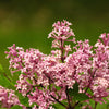 30 PINK LILAC Hungarian Lilac Tree Shrub Syringa Josikaea Fragrant Flower Seeds