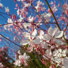 100 White GAURA WHIRLING BUTTERFLIES Gaura Lindheimeri Flower Seeds