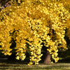 10 GINKGO BILOBA Maidenhair Tree Yellow Fall Orange "Fruit" Herb Seeds