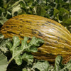 50 PIEL de SAPO MELON Santa Claus Christmas Melon Green Yellow Cucumis Melo Fruit Seeds