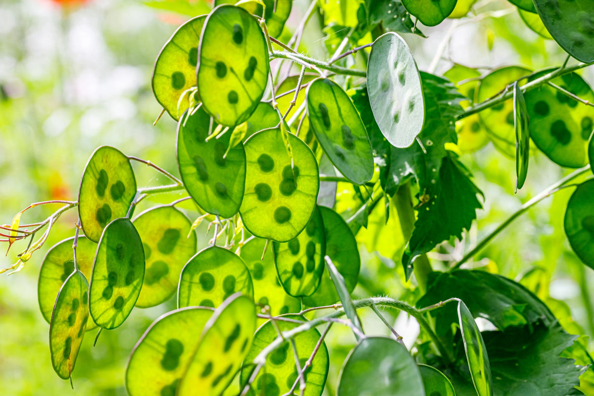 Lunaria Biennis ( Money Plant / Silver Dollar / Honesty / Moonwort ) Flower Seeds – photo 5