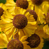 2000 AUTUMN SNEEZEWEED (Dogtooth Daisy / Helens Flower / Bittersweet) Helenium Autumnale Flower Seeds