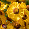 2000 AUTUMN SNEEZEWEED (Dogtooth Daisy / Helens Flower / Bittersweet) Helenium Autumnale Flower Seeds