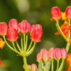 100 SUNSET MILKWEED Asclepias Curassavica Scarlet Blood Flower Red Orange Butterfly Weed Seeds