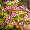10 ARCTIC RASPBERRY Nagoonberry Rubus Arcticus Red Berry Fruit Bramble Seeds